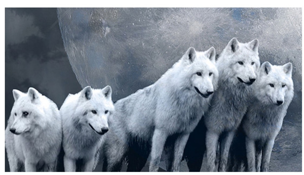 新時(shí)代的狼性精神！